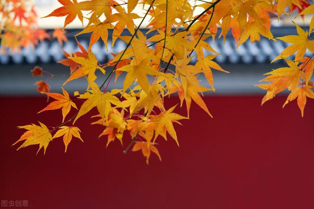 秋天的声音有哪些，秋天的声音有哪些仿写（听见秋的声音）