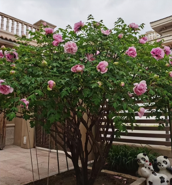 好听的树的名字，爱情树的名字大全简单而有寓意（5种“名花树”）