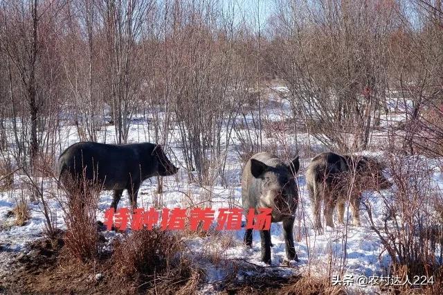 养猪的利润与成本，养猪的利润与成本分别是多少（养猪成本与利润分析）