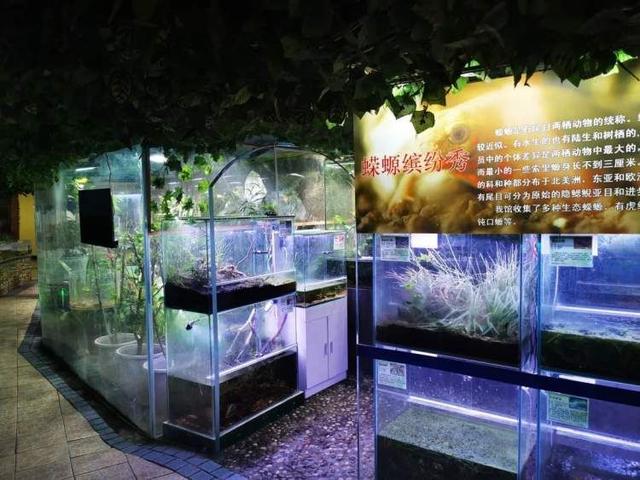 上海大自然野生昆虫馆，上海大自然野生昆虫馆图（上海首个区级专业陆生野生动物收容救护点）