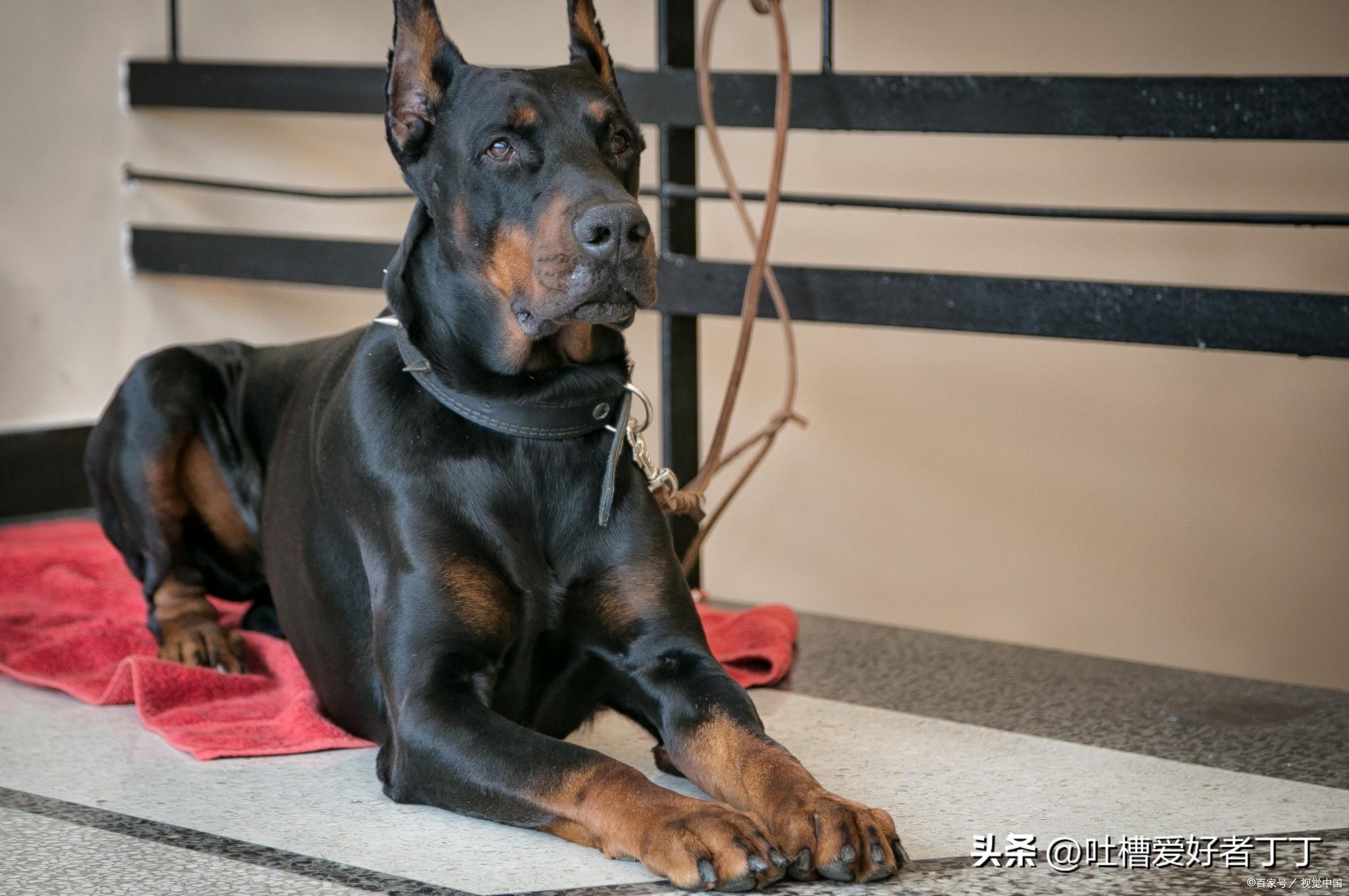 黑色小鹿犬卖多少钱 纯黑小鹿犬多少钱一只