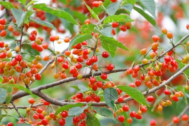 樱桃什么时候开花，樱桃花什么时候开花（樱花谢了能结樱桃吗）