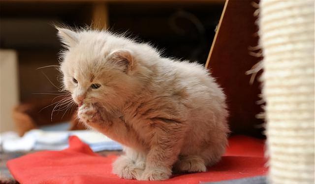 猫一年相当于人几岁，猫一年等于人多少岁（猫咪和人类年龄换算表）