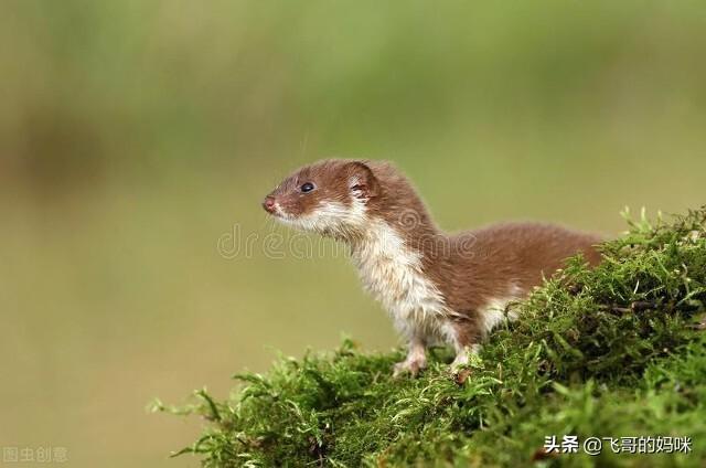 刺猬吃什么食物，刺猬吃什么（“臭屁王”巧吃刺猬）