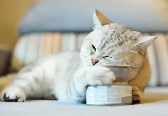 猫咪不舒服的表现，怎样识别猫咪生病不舒服（当猫咪有这5种表现）