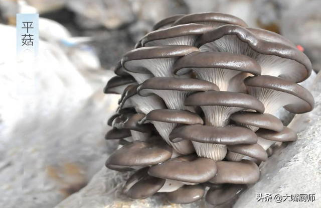 平菇买多了怎么保存，买回来的新鲜平菇怎么保存（菇农教你4个妙招）