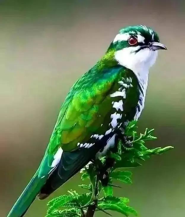 七彩文鸟的养殖方法，七彩文鸟的详细养殖知识（大自然中的“彩色精灵”）