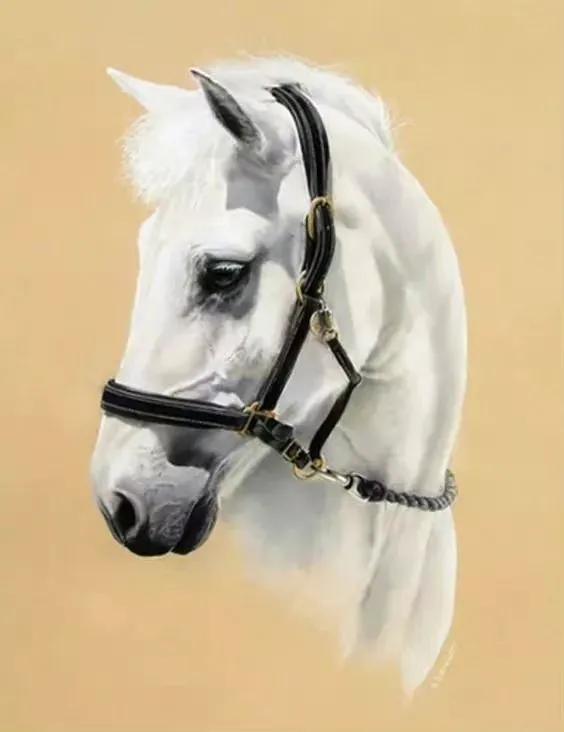 马头简笔画图片大全，马头简笔画（帅气马头绘画欣赏）