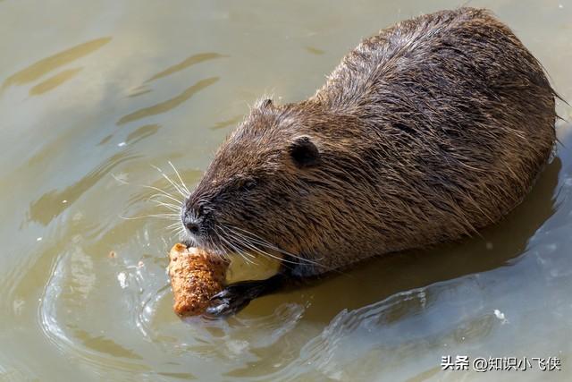 世界上最大的老鼠，世界上最大的老鼠是多少米（上海多地出现“巨型大老鼠”）