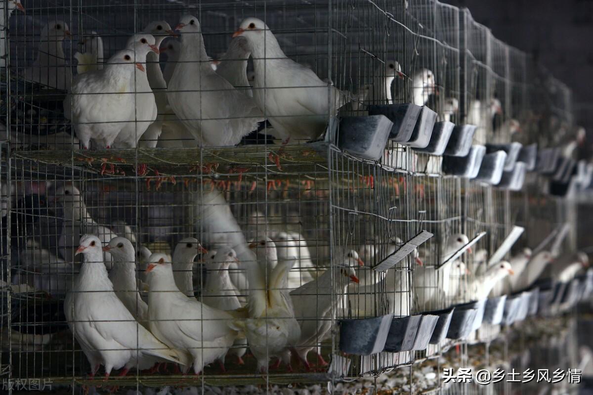 肉鸽养殖成本与利润，养100对鸽子一年赚钱多少