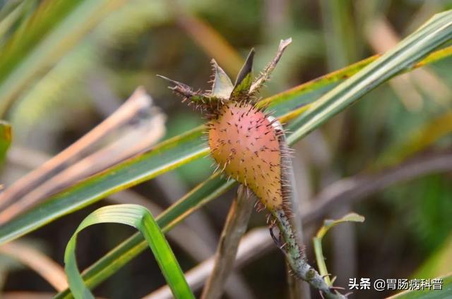 曼陀罗花的图片，曼陀罗花是什么（301味中药材的原植物彩色图谱）