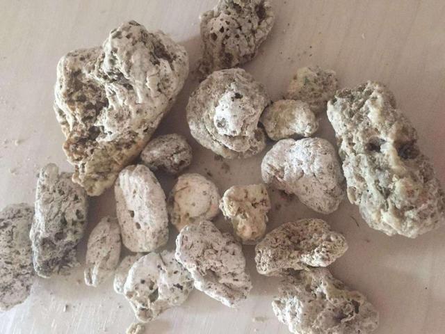 麝香猫多少钱一只，麝香猫咖啡（盘点世界上的天价分泌物）