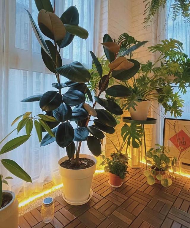 最适合客厅的十大植物，吉利又能吸“废气”
