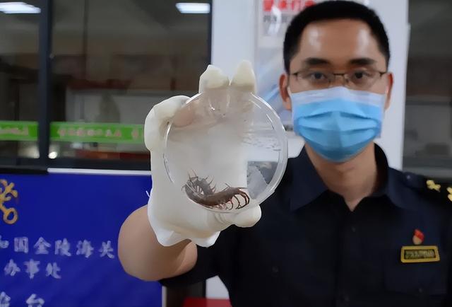 世界上最大的蜈蚣，世界最大的蜈蚣有多大（中国海关查获5条海外“巨型”蜈蚣）