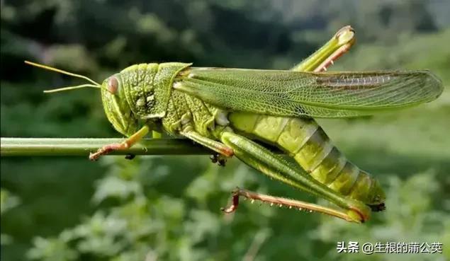 蚂蚱几条腿，蚂蚱几条腿打三个数字（这几种蚂蚱，小时候你抓过几种）