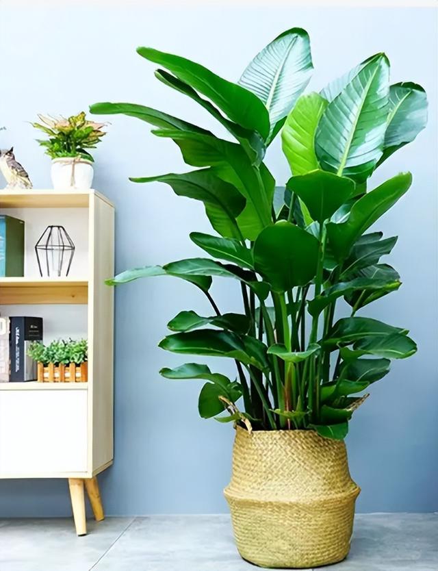 家养大叶藤蔓花，6种大叶花,家里放一盆,高档大气,喜庆吉祥空气好