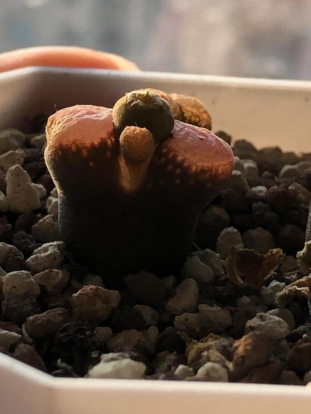 多肉灯泡，自家多肉 请君欣赏（多肉灯泡怎么养）