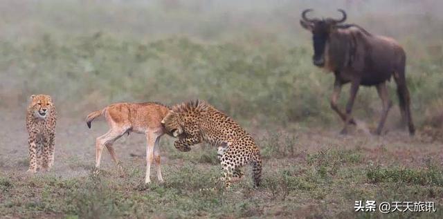 东非动物大迁徙，东非动物大迁徙的路线图（“生命的长征”东非野生动物大迁徙）