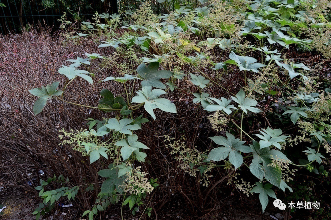 别称:锯锯藤,拉拉藤,葛勒子秧,勒草,拉拉秧,割人藤,拉狗蛋.