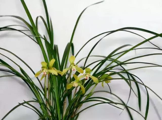 养兰花用土有什么讲究，种兰花用什么土最好（养兰花的土不是只能买“兰花土”）