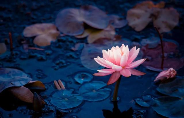 清夜是什么意思，香港夜清是什么意思（​八首清夜诗词：觅一处静谧）