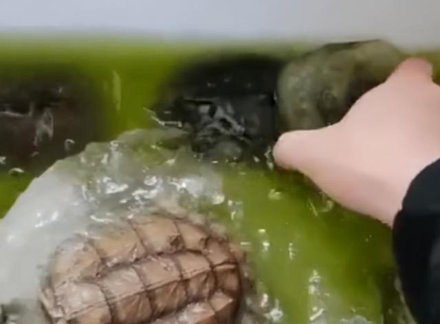 家里养的乌龟怕冷吗怎么过冬呢，乌龟冬天不怕冷吗（河南因降温太快乌龟被冻成冰坨）