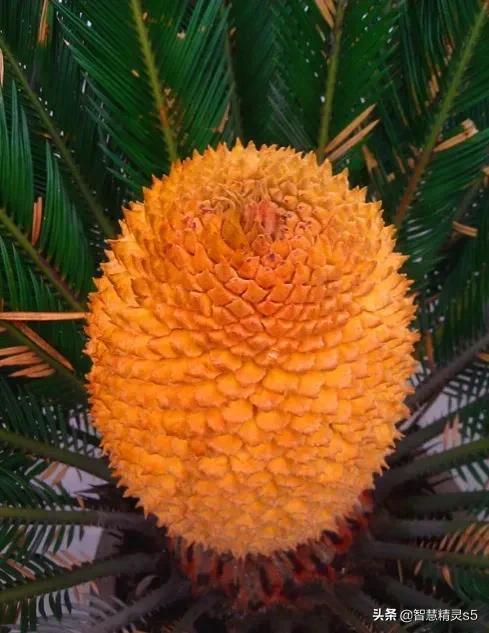铁树开花的方法，铁树开花的方法有哪些（铁树开花了，也有芬芳的一天）