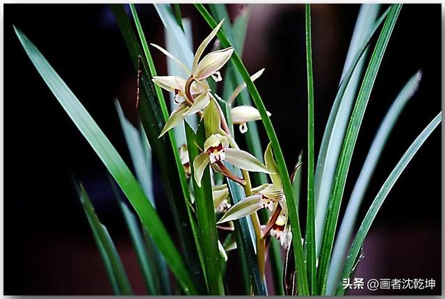 十大最贵最美兰花，绝美兰花50幅