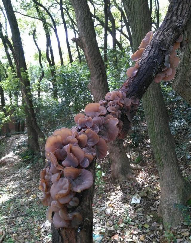 野菜的种类，野菜的种类名称及图片（120种野菜介绍）