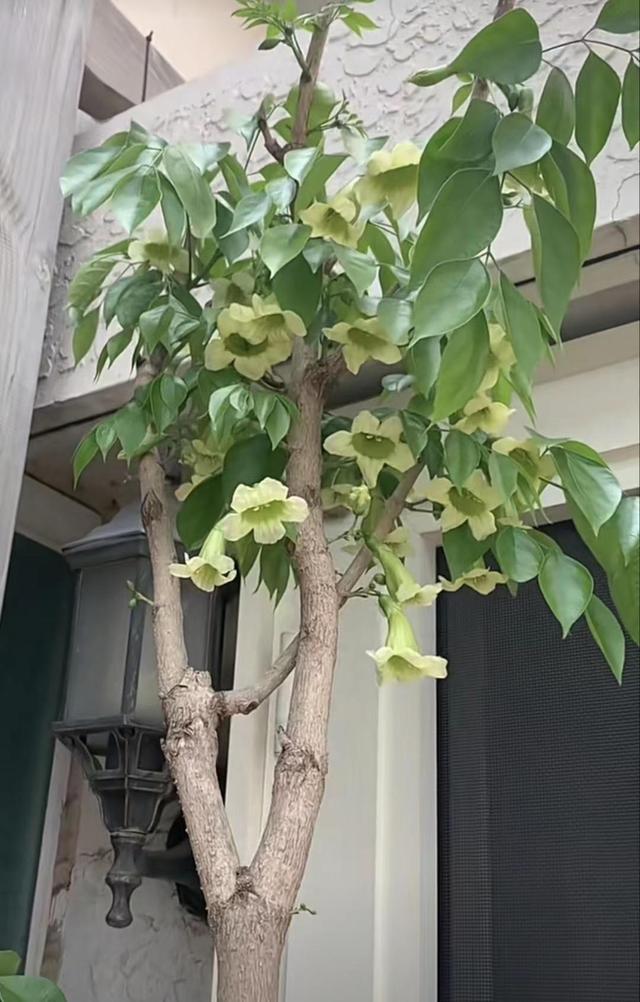 铁树开花的寓意和象征意义，铁树开花寓意和象征意义是什么（老人常说“7树开花）