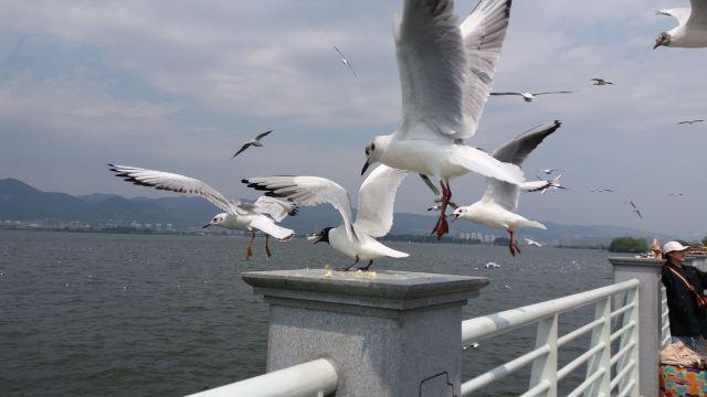 昆明一日游最佳景点一览表，昆明32个最适合一日游的免费景点（四季如春的昆明很适合旅游）