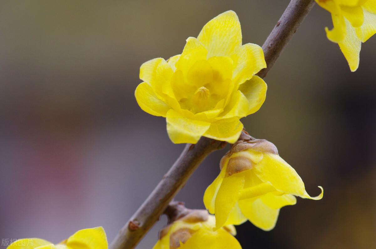 冬天开的花有哪些(介绍十种冬季开放的花卉)