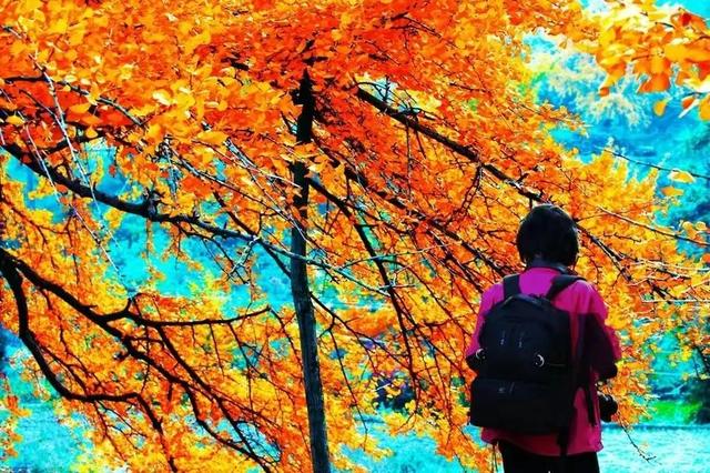 秋天是一个什么样的季节，秋天是一个什么样的季节写一段话（分享绝美秋色：叠翠流金）