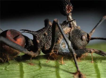 丧尸病毒真的存在吗，2023年会发生丧尸病毒吗（这4种情况一定要注意）