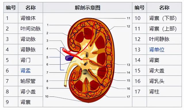 肾脏解剖结构讲解，浅话肾脏的解剖结构