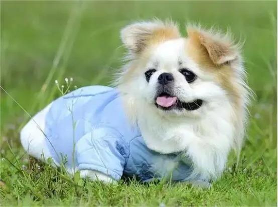 迷惑行为是什么意思，迷惑行为是什么意思啊（狗狗的迷惑行为都代表什么意思）