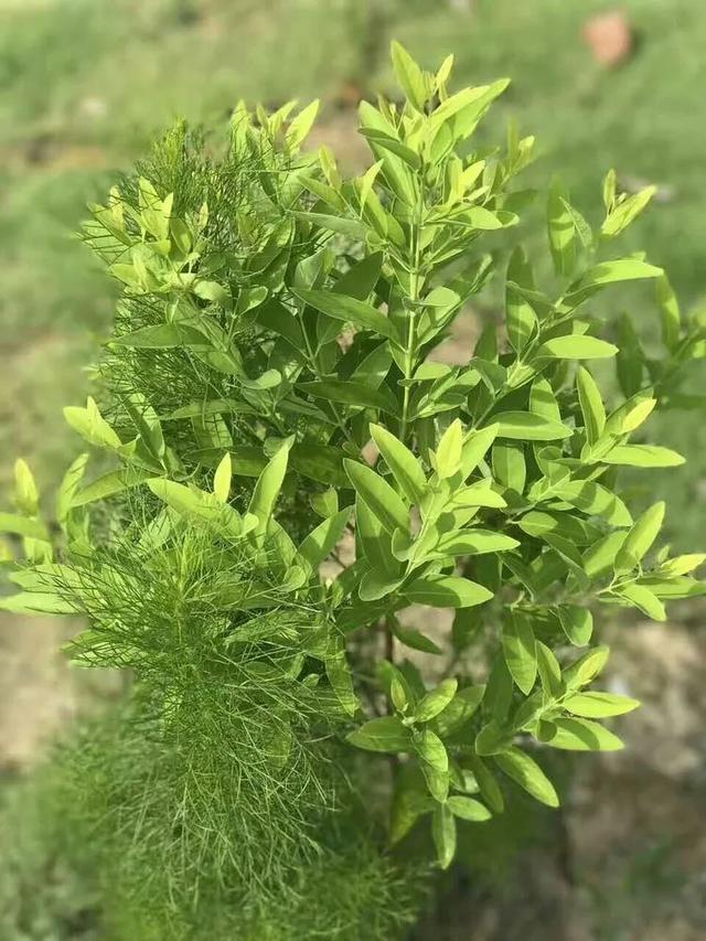 檀香木盆景图片，檀香木盆景养护与制作方法（它的生长好似半个动物孕化过程）