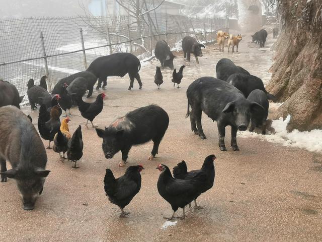 饭店为什么不要黑豚，饭店为什么不要黑豚油（品莽山黑豚先素尝后蘸食仪式渊源）