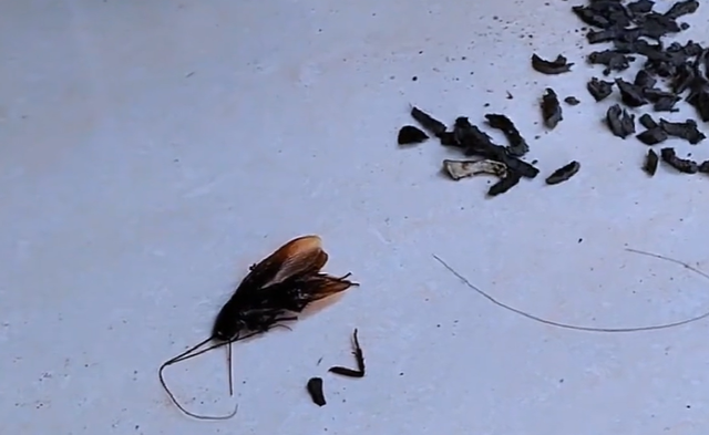 蟑螂幼崽怎么消除，蟑螂最怕三种克星（分享一个蟑螂怎么消灭最彻底的小妙招）