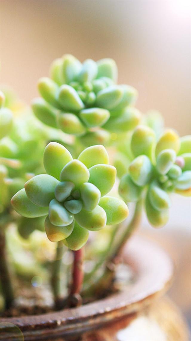 怎么养多肉才又矮又肥，多肉越长越高怎么修剪（这四点记住可以让多肉叶片变得胖嘟嘟）