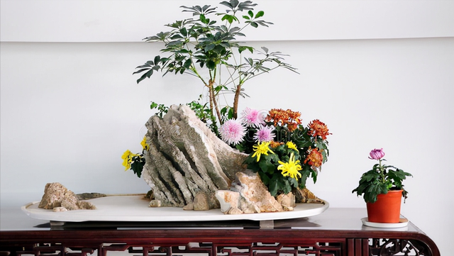 菊花的象征含义是什么，菊花象征的意义是什么（古人却赋予不同的象征意义）