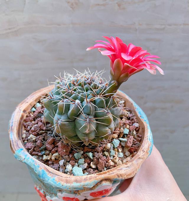 仙人掌不是花，没法让人捧在手心上。，仙人掌有什么品种（花大色艳开满了图片）