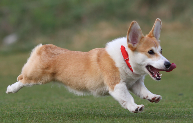 最适合家庭养的狗，十种最好养的狗狗（好养又温顺的5种狗）