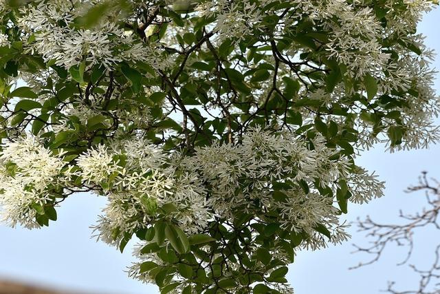 流苏是什么意思，什么的流苏（香飘十里村：千年流苏花开）