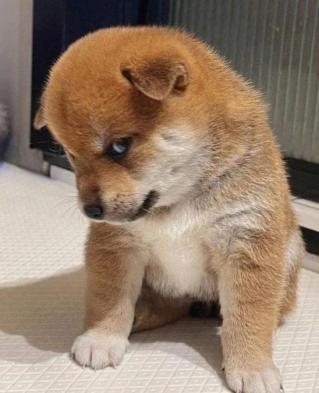 射手座智商可怕之处，射手座几岁变学霸（最笨的五大星座，真真假假）