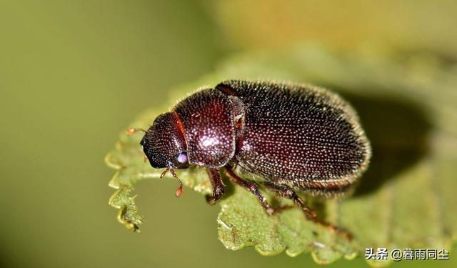 地下森林里有哪些种类的植物和动物，地下森林里有哪些种类的植物和动物图片（12种最常见的可食用昆虫以及荒野生存中食用昆虫的安全提示）