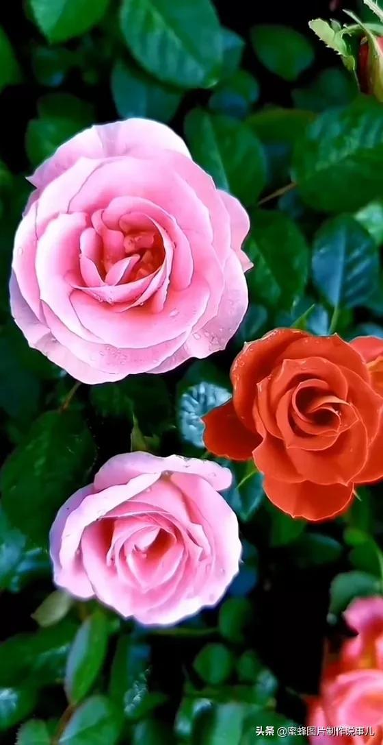 美美美的，美美美的表情包（壁纸美图）