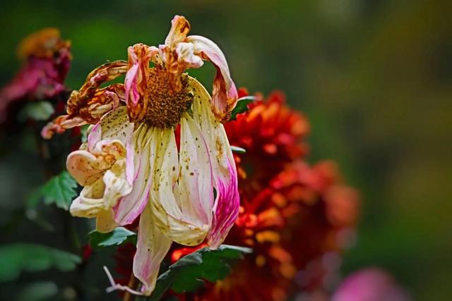 重阳节和菊花有什么关系，重阳节菊花代表什么意思（重阳节与菊花）