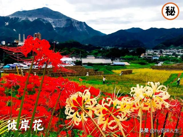 彼岸花什么时候开花，彼岸花一般什么时候开花（彼岸花——黄泉路上唯一的风景）