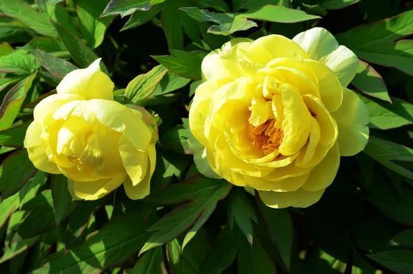 牡丹有哪些品种，牡丹有哪些品种(要名称)（精美绝伦的牡丹花十大品种图片欣赏）